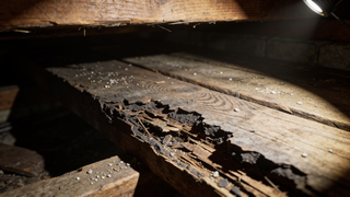 Wood Repair
